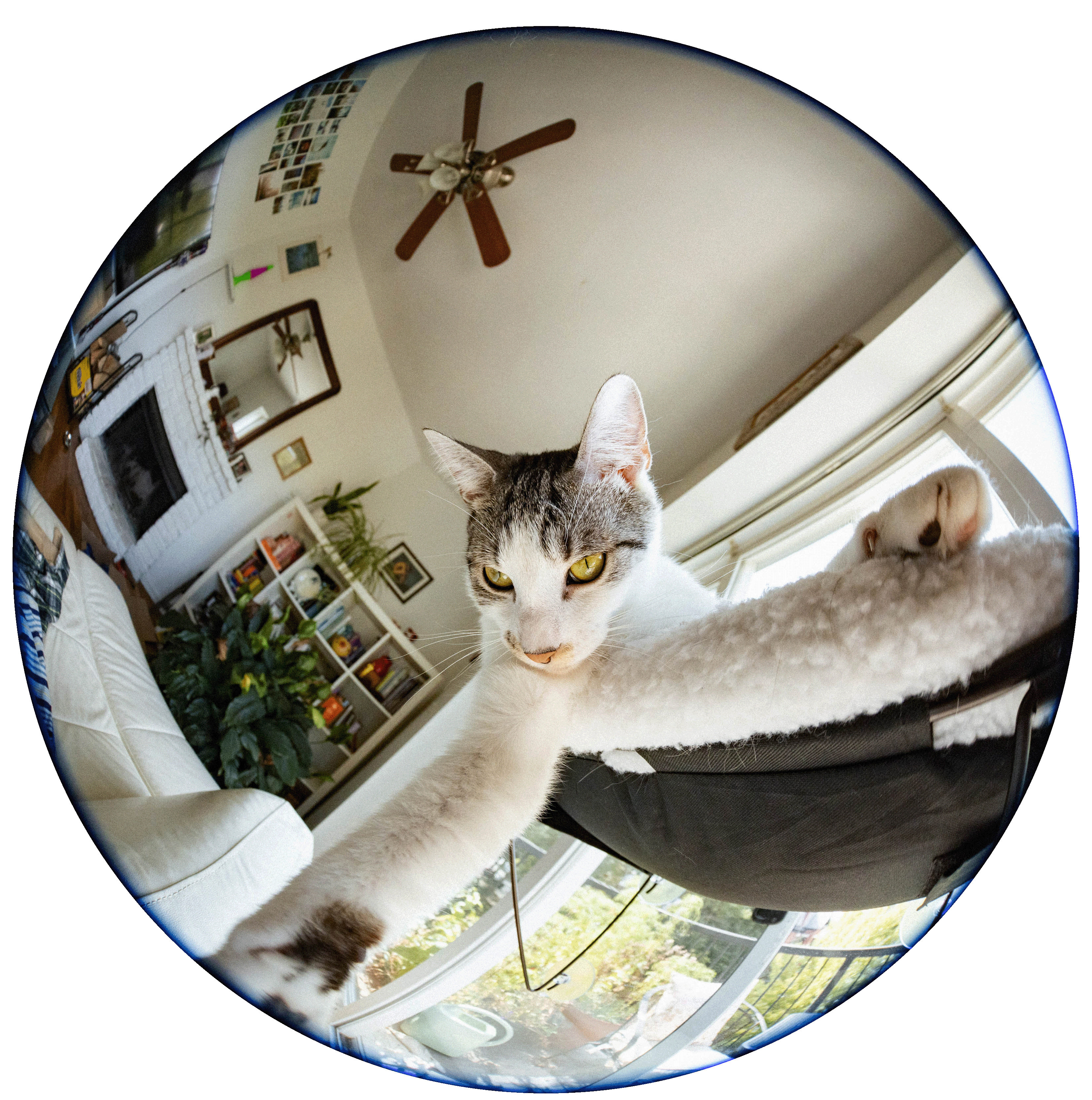 Daylin & Quinn to be Wed